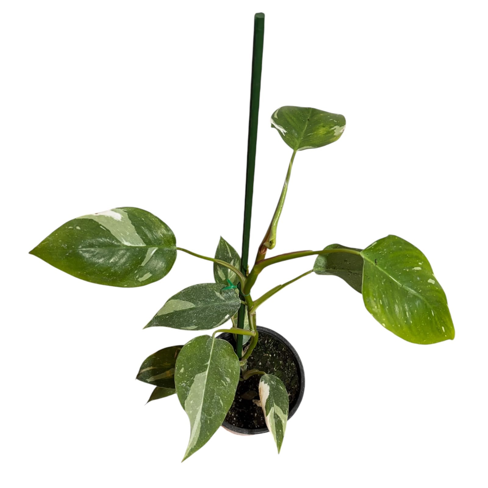 Tutor barra  60 cm