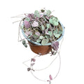 Ceropegia woody OFERTA!
