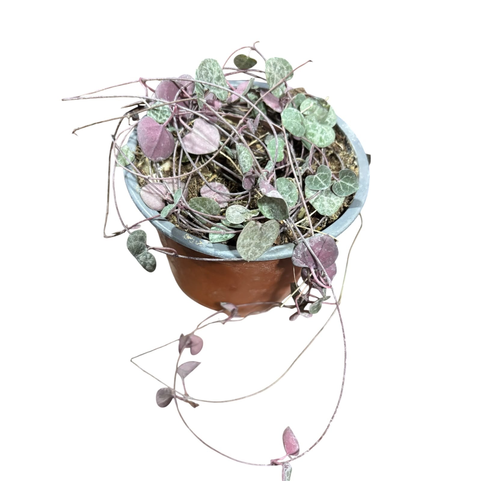 Ceropegia woody OFERTA!