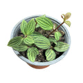 Peperomia Puteolata SUPER OFERTA !