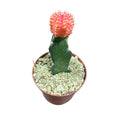 Cactus injertado naranjo OFERTA!