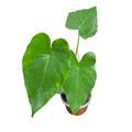 Alocasia Wentii EXCLUSIVA OFERTA!