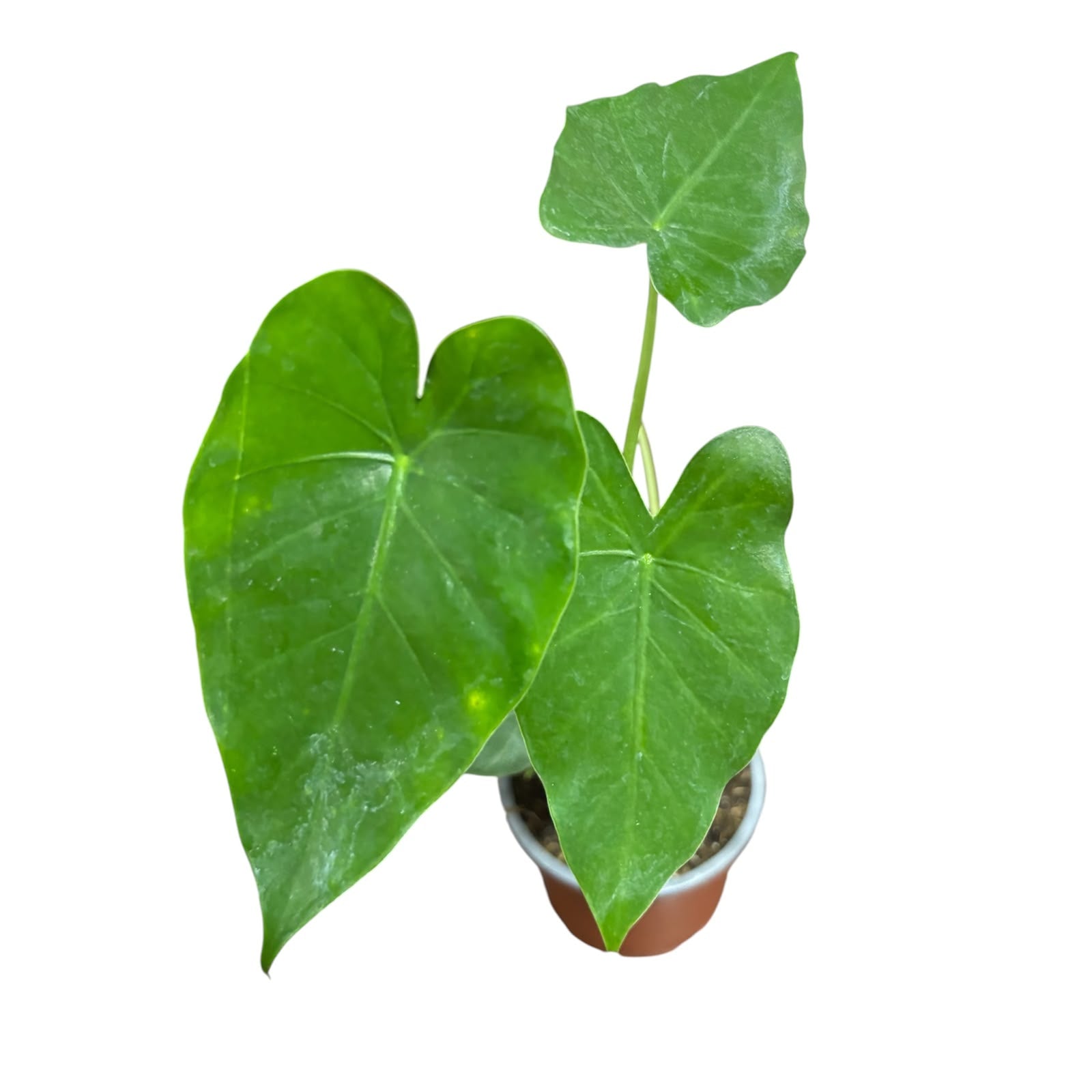 Alocasia Wentii EXCLUSIVA OFERTA!