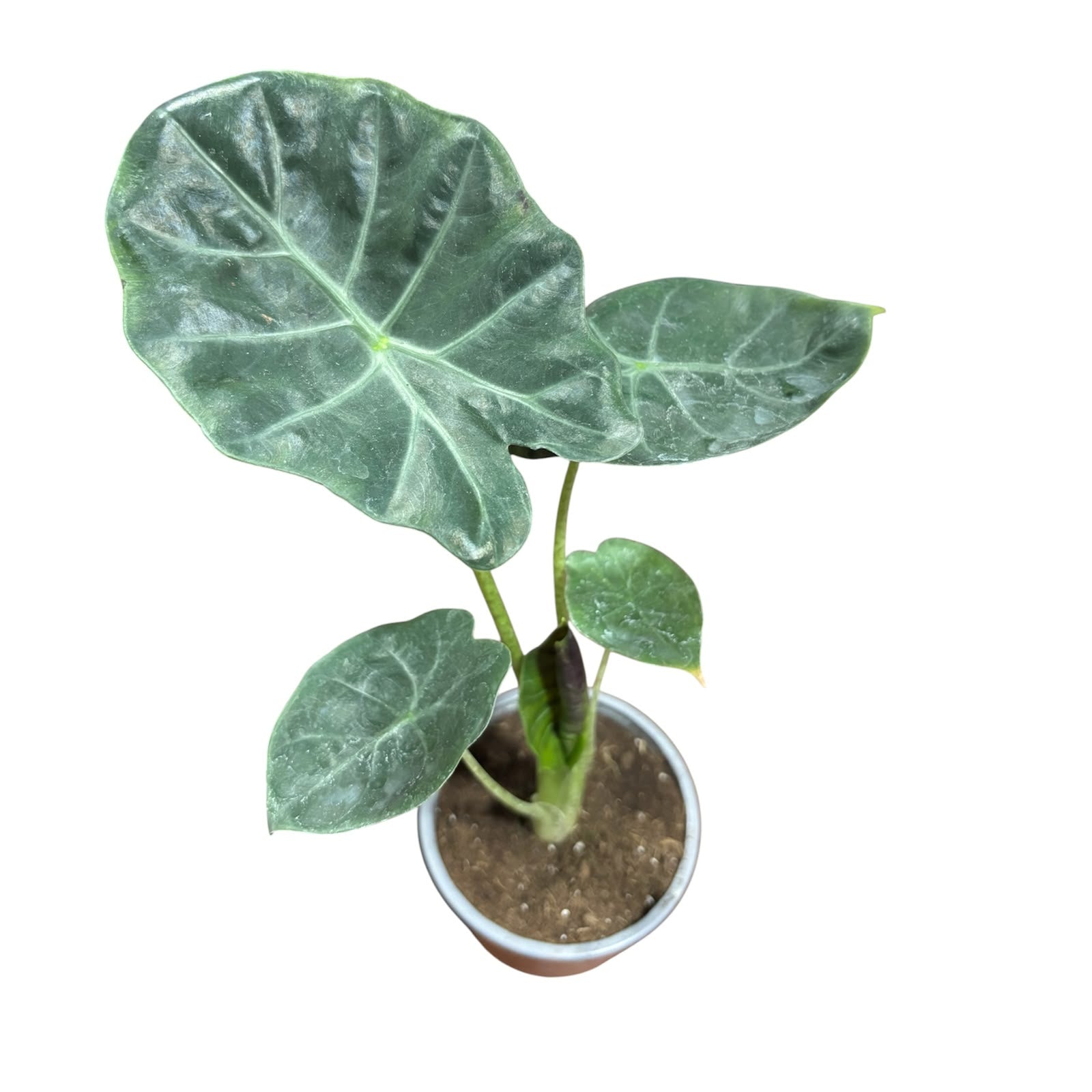 Alocasia Portora EXCLUSIVA OFERTA!