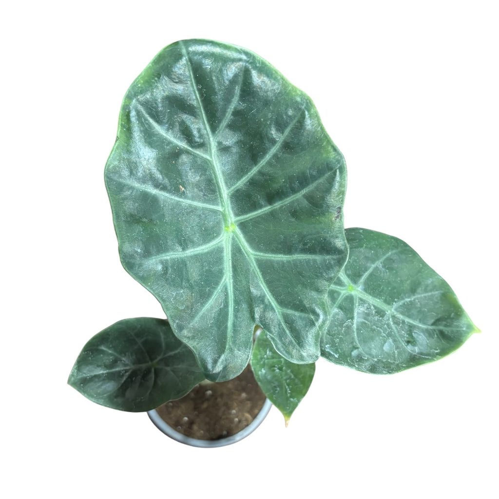 Alocasia Portora EXCLUSIVA OFERTA!