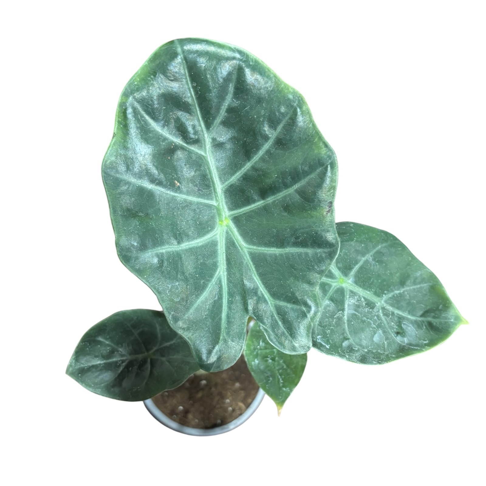 Alocasia Portora EXCLUSIVA OFERTA!