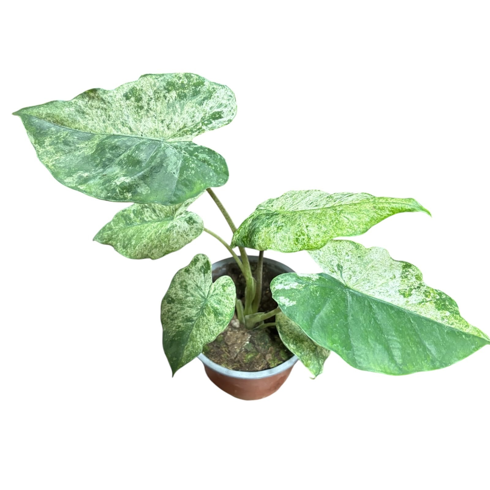 Alocasia Camouflage Splash EXCLUSIVA OFERTA!