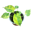 Alocasia Gageana Aurea variegata EXCLUSIVA OFERTA!
