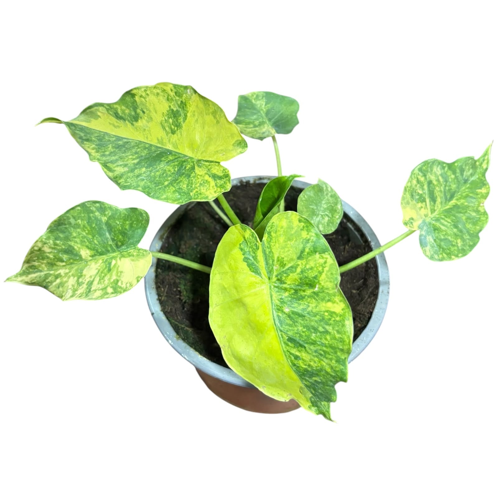 Alocasia Gageana Aurea variegata EXCLUSIVA OFERTA!