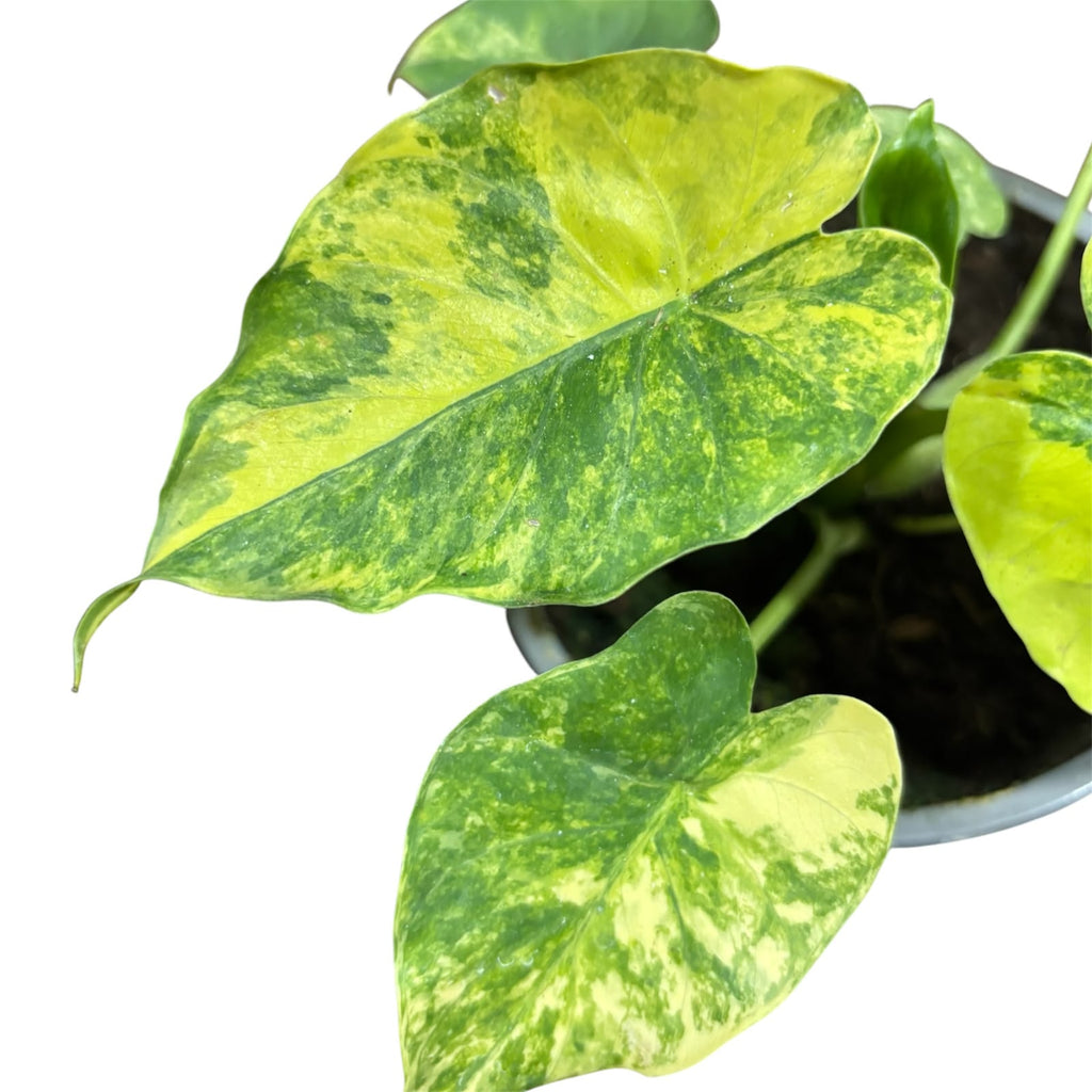 Alocasia Gageana Aurea variegata EXCLUSIVA OFERTA!