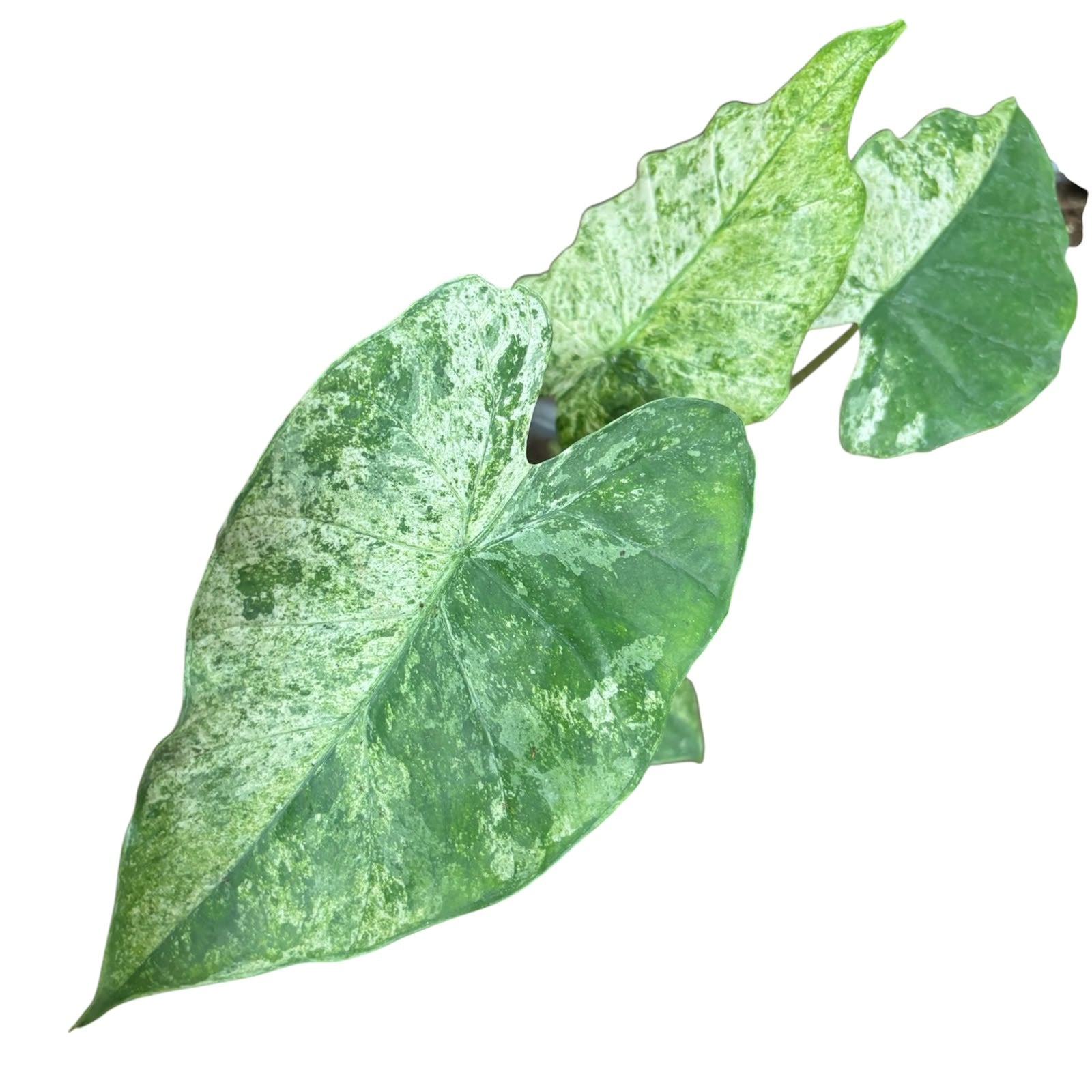 Alocasia Camouflage Splash EXCLUSIVA OFERTA!