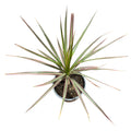 Dracena colorama OFERTA EXCLUSIVA!