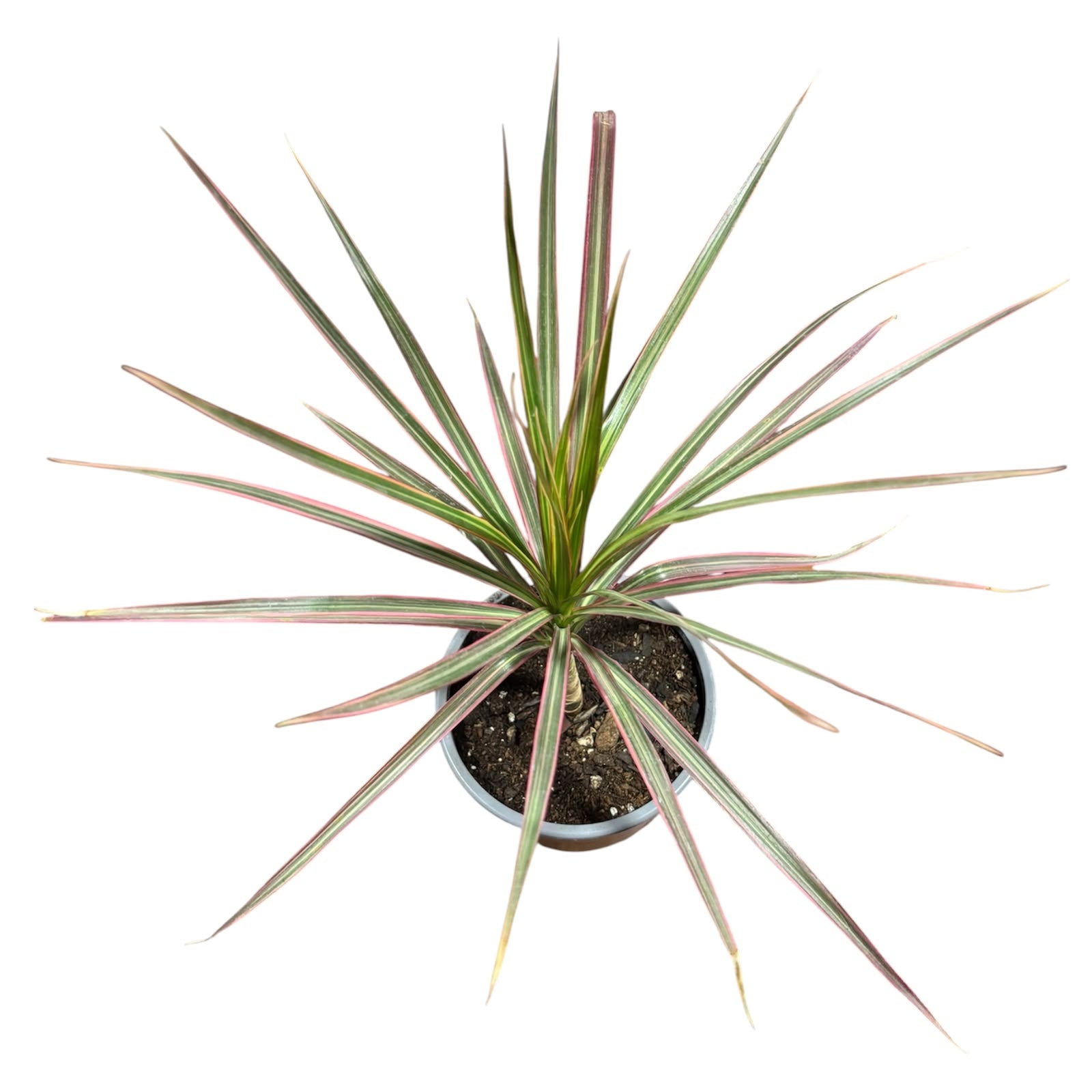 Dracena colorama OFERTA EXCLUSIVA!