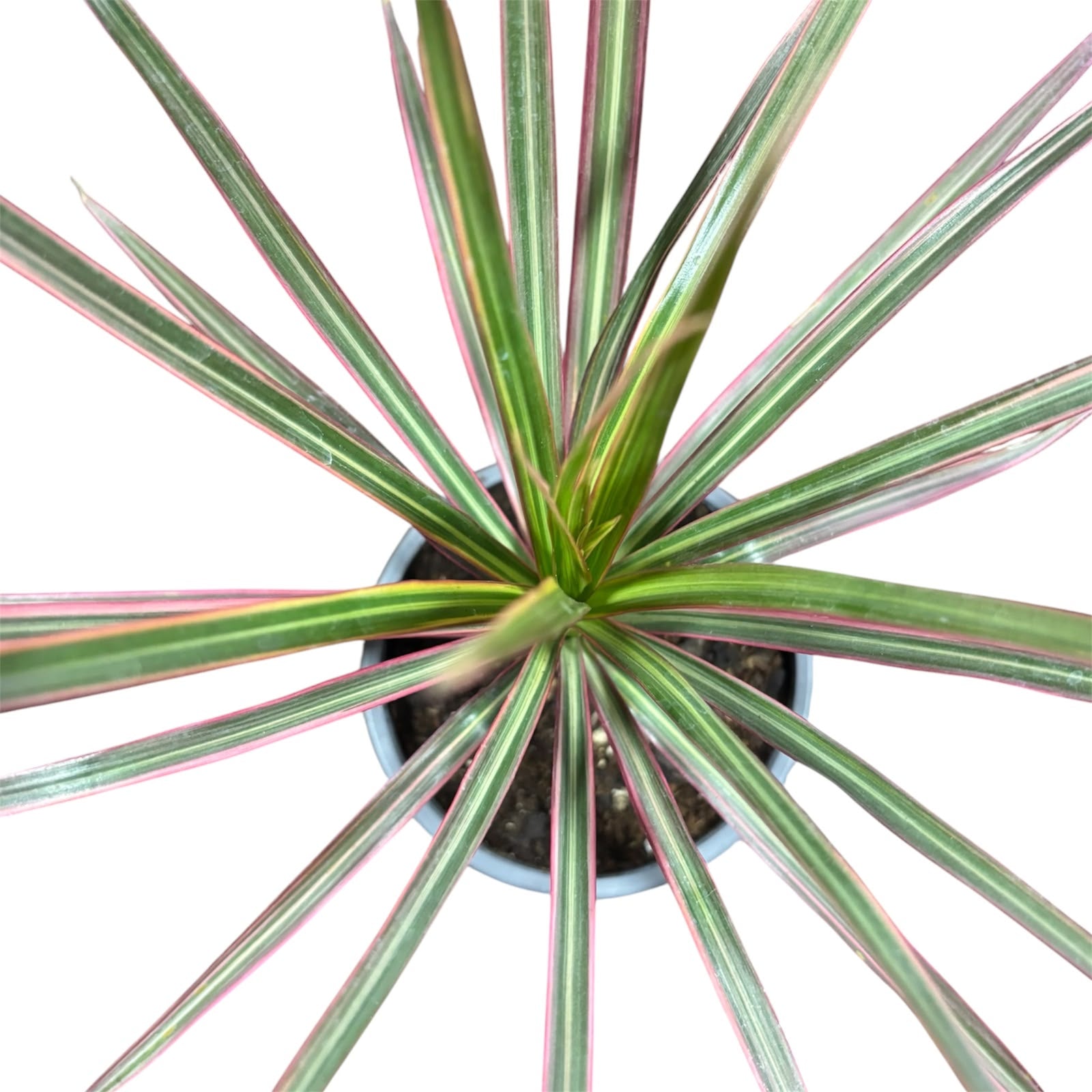 Dracena colorama OFERTA EXCLUSIVA!