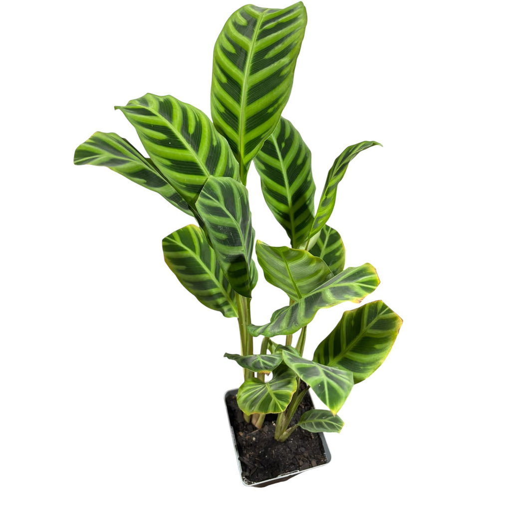 Calathe Zebrina Tamaño XL SUPER OFERTA IMPERDIBLE !