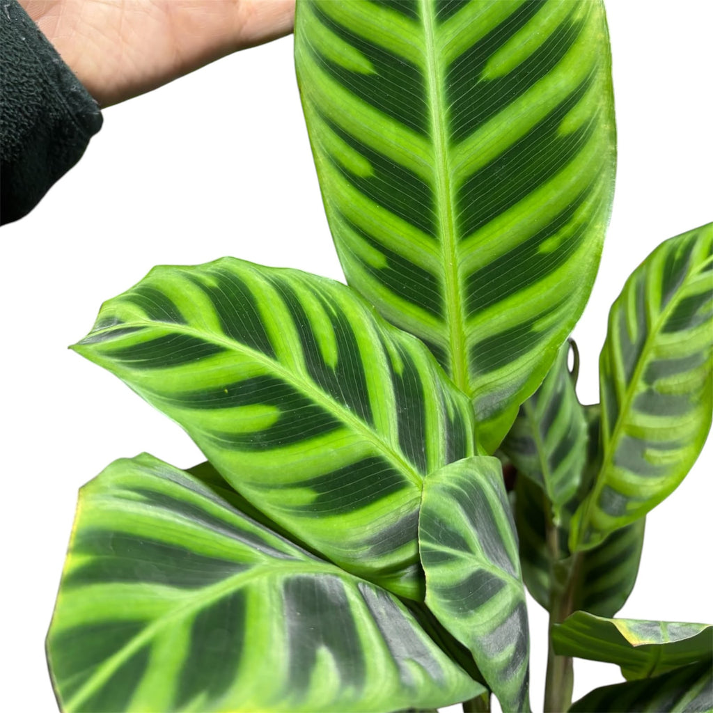 Calathe Zebrina Tamaño XL SUPER OFERTA IMPERDIBLE !