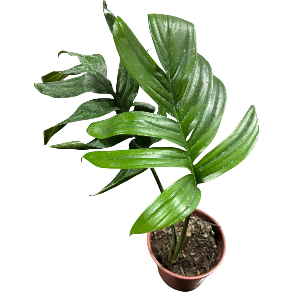 Rhaphidophora decursiva OFERTA IMPERDIBLE!