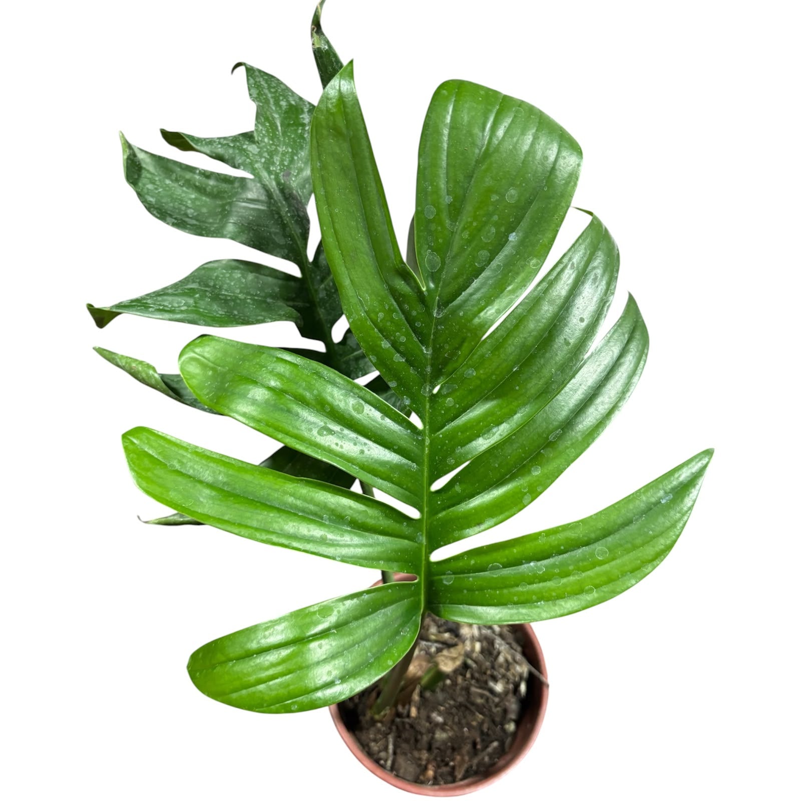 Rhaphidophora decursiva OFERTA IMPERDIBLE!