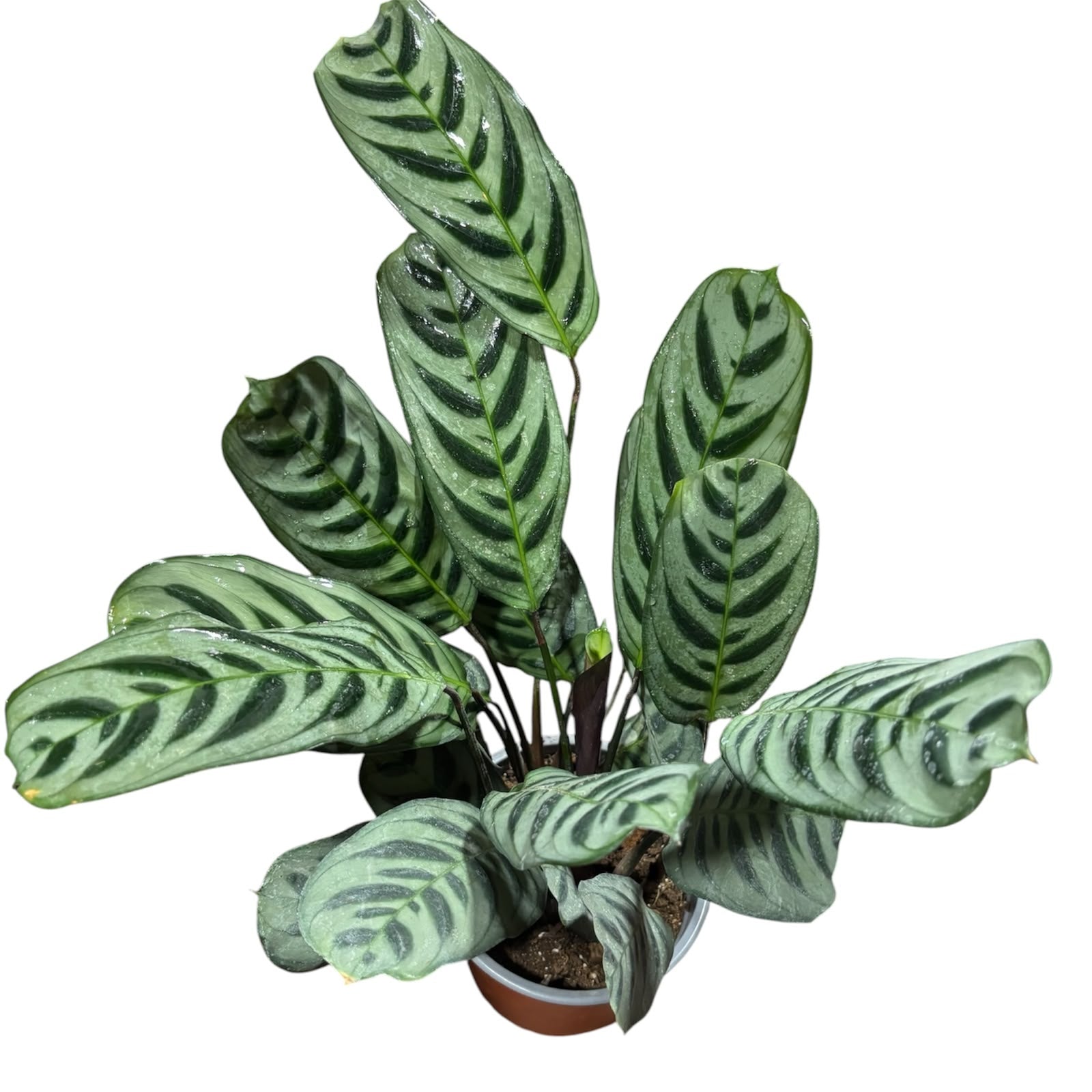 Calathea burle maxis XL SUPER OFERTA!