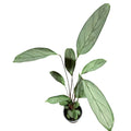 Calathea grey star tamaño XL SUPER OFERTA!