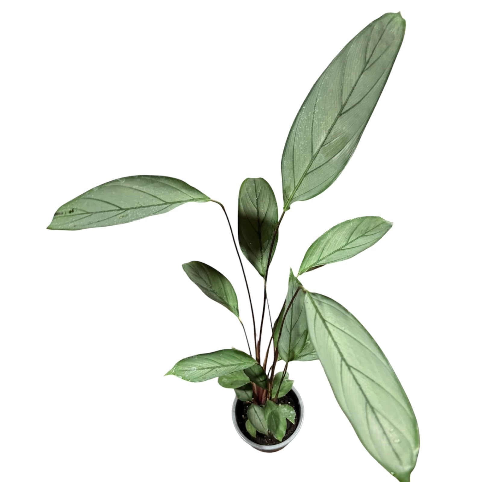 Calathea grey star tamaño XL SUPER OFERTA!