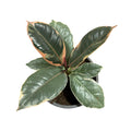 Ficus Tineke OFERTA IMPERDIBLE!