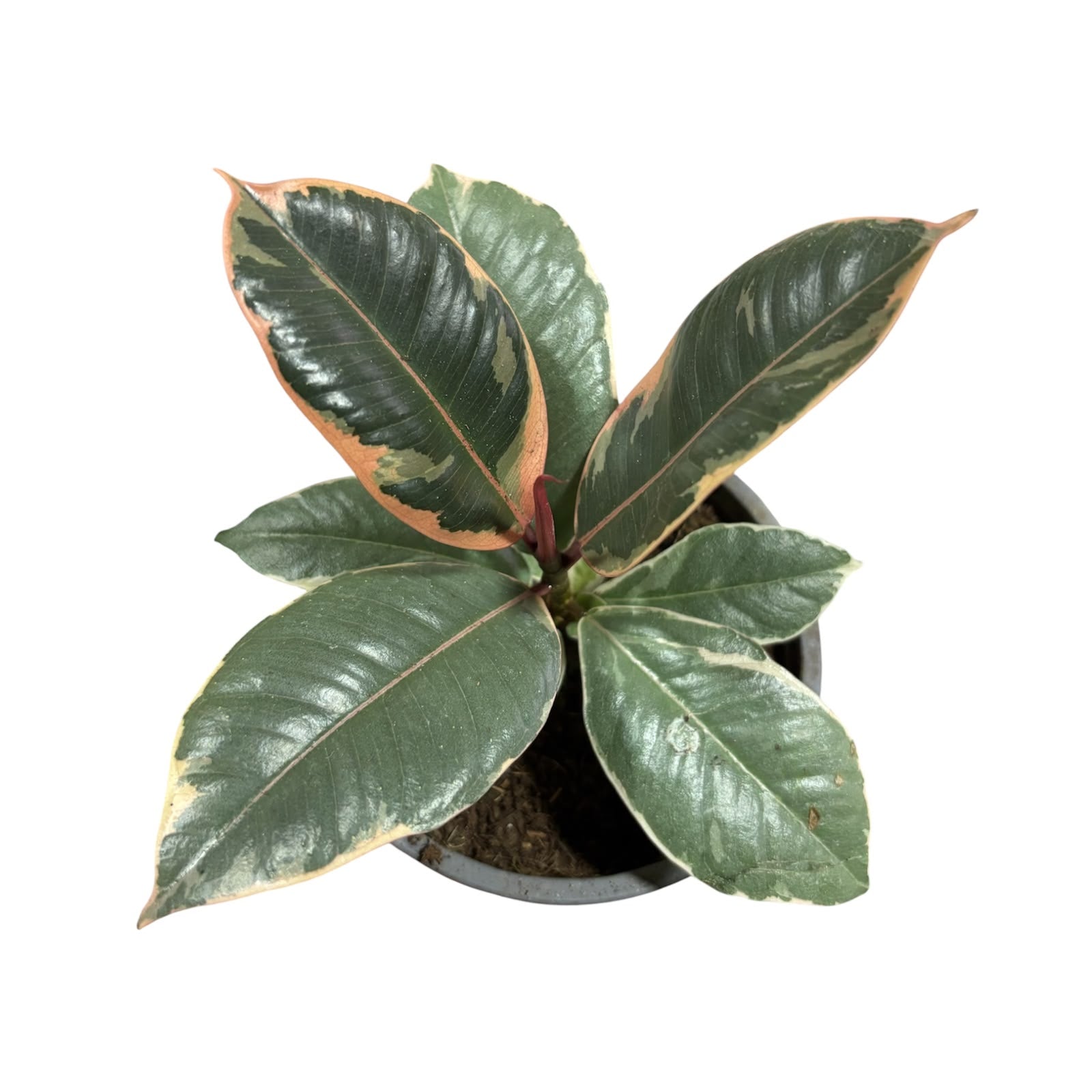 Ficus Tineke OFERTA IMPERDIBLE!