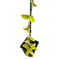 Hoya krimson princess EXCLUSIVA OFERTA!