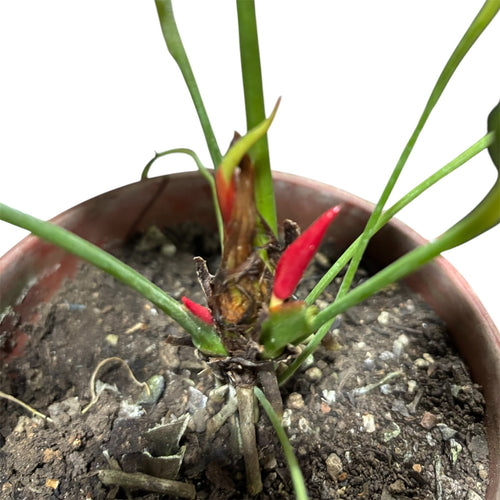 ANTURIO ROJO OFERTA EXCLUSIVA!