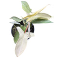 Philodendro Florida Ghots OFERTA EXCLUSIVA!