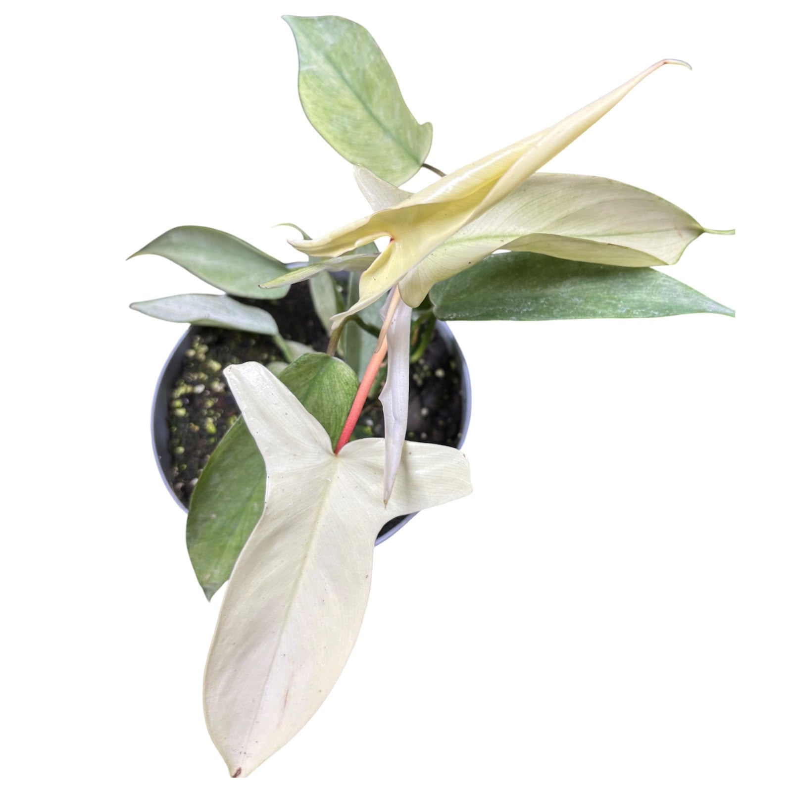 Philodendro Florida Ghots OFERTA EXCLUSIVA!