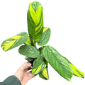 Ctenanthe lubersiana OFERTA POCAS UNIDADES!