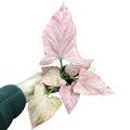 Singonio pink perfection OFERTA ULTIMAS UNIDADES !