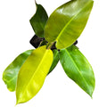 Philodendro Imperial Golden OFERTA EXCLUSIVA!