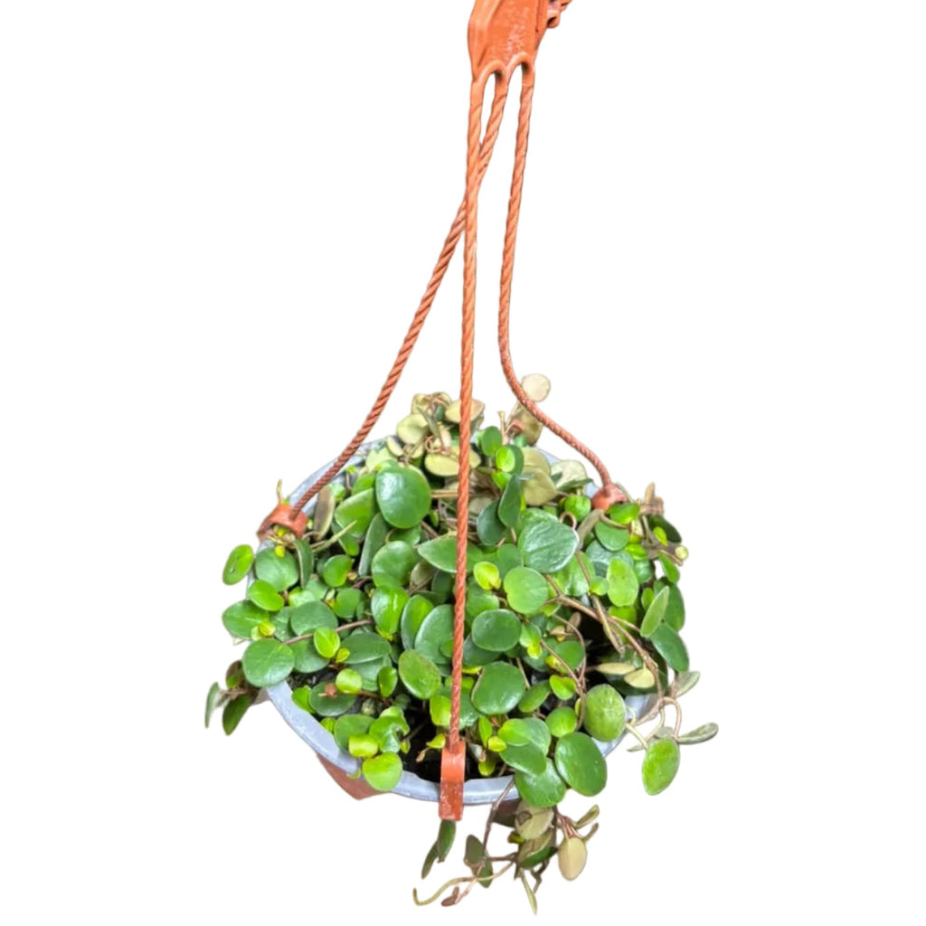 Peperomia Pepperspot OFERTA POCAS UNIDADES !