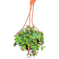 Peperomia Pepperspot OFERTA POCAS UNIDADES !