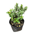 Veronica Obtusifolia SUPER OFERTA