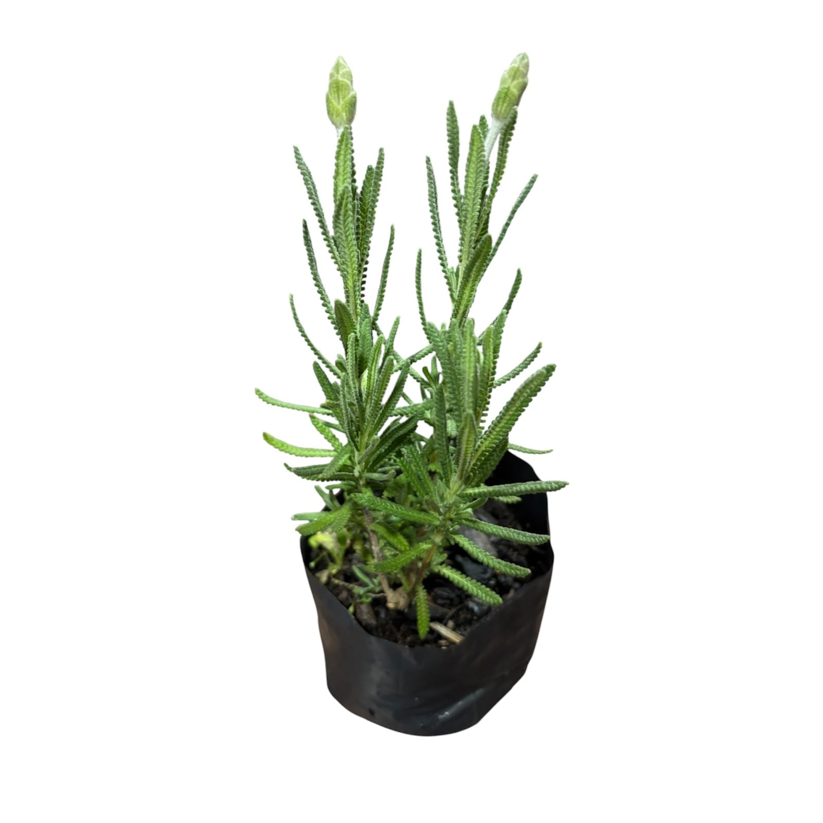 Lavanda Pequeña OFERTA!