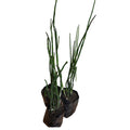 Equisetum o cola de caballo OFERTA!