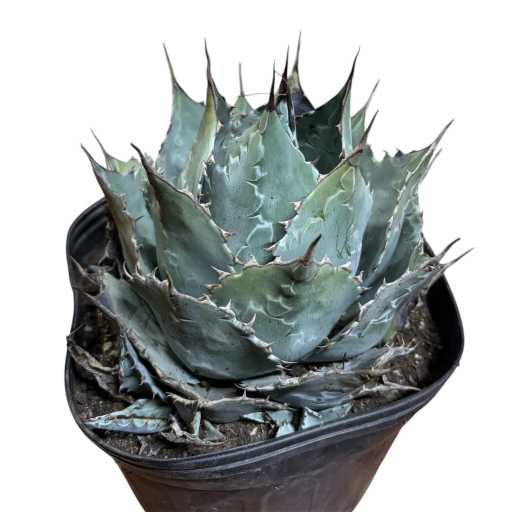 Agave Isthmensis NUEVO INGRESO EXCLUSIVO!