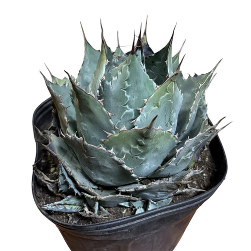 Agave Isthmensis NUEVO INGRESO EXCLUSIVO!