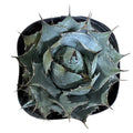 Agave Isthmensis NUEVO INGRESO EXCLUSIVO!