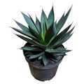 Agave Blue Glow NUEVO INGRESO EXCLUSIVO!