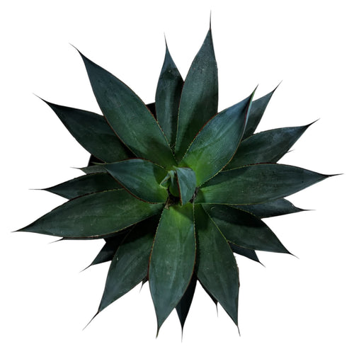 Agave Blue Glow NUEVO INGRESO EXCLUSIVO!