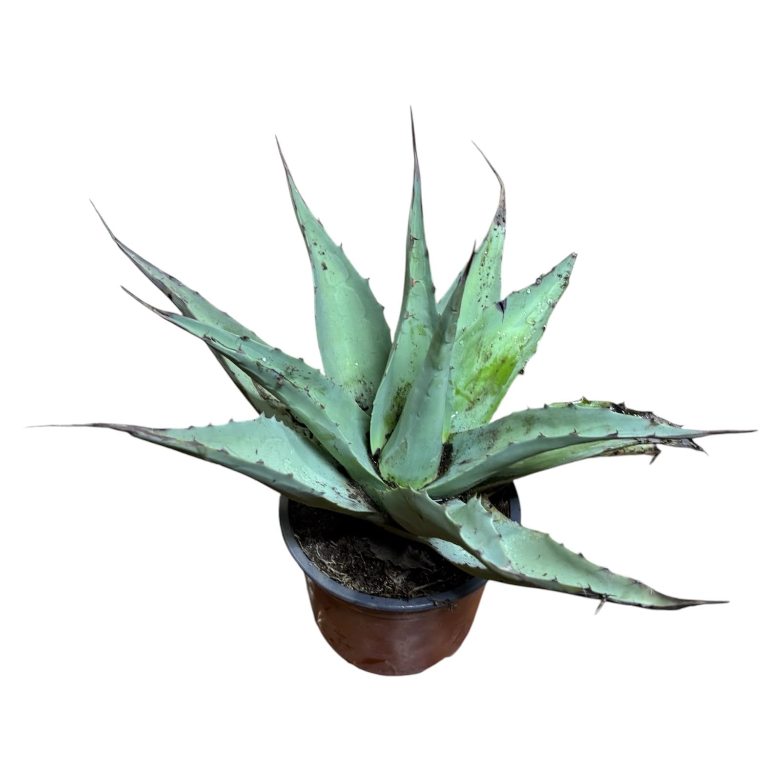 Agave Ovatifolia Vanzie NUEVO INGRESO EXLUSIVO!