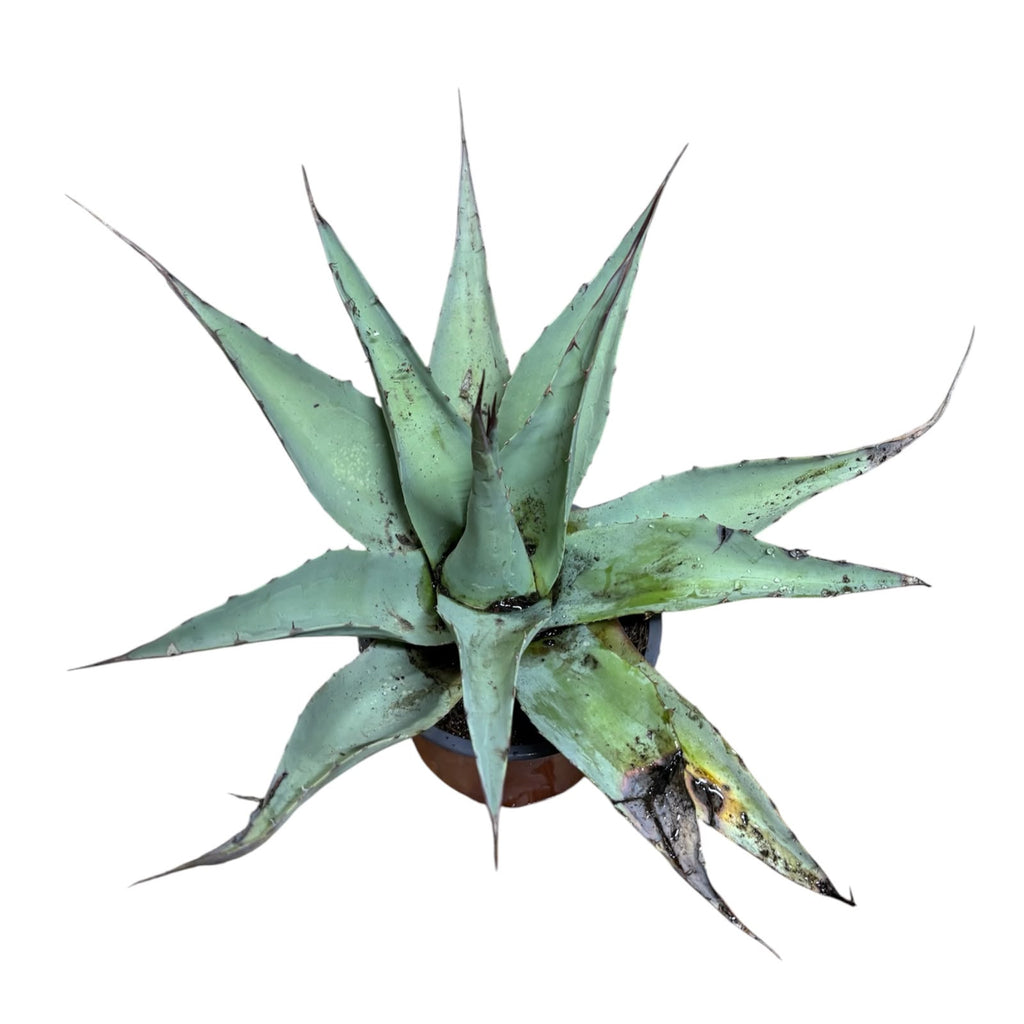 Agave Ovatifolia Vanzie NUEVO INGRESO EXLUSIVO!