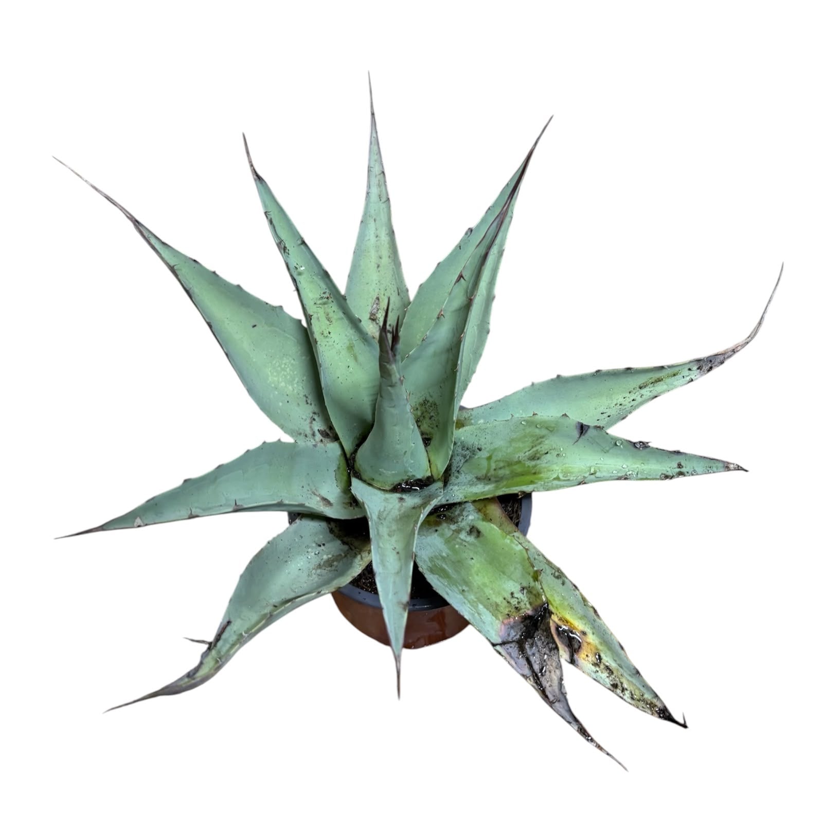 Agave Ovatifolia Vanzie NUEVO INGRESO EXLUSIVO!
