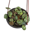 Saxifraga OFERTA!