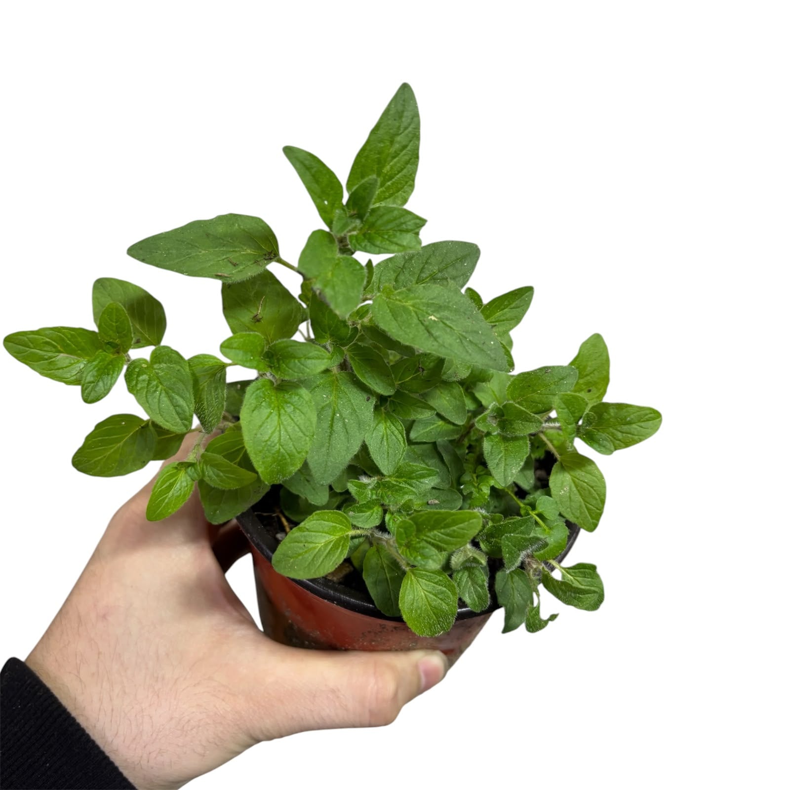 Oregano