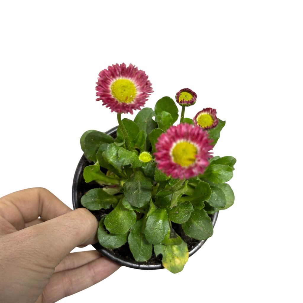 Bellis tasso OFERTA ESPECIAL STOCK 100 UNIDADES